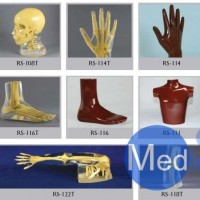 美国RSD人体部分模体