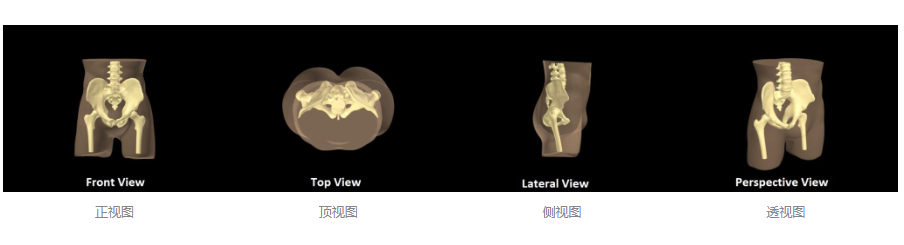 WEK-P男性标准骨盆模体，WEK-P成人骨盆模体