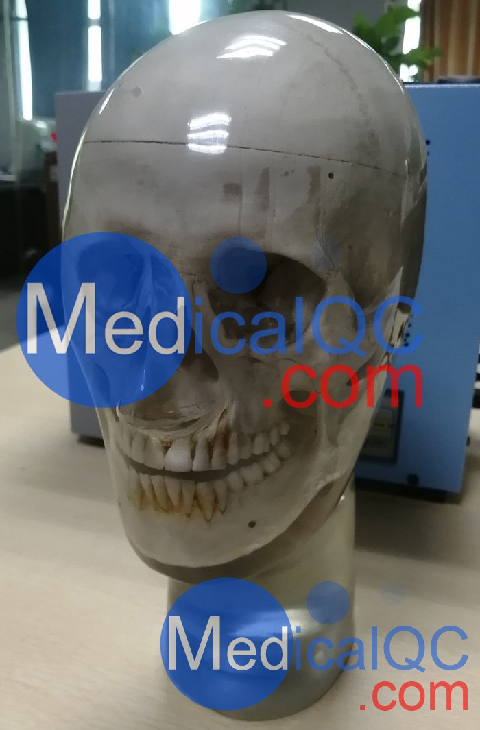 WEK-7300带颈椎头模,CBCT真人骨头模(可定制)