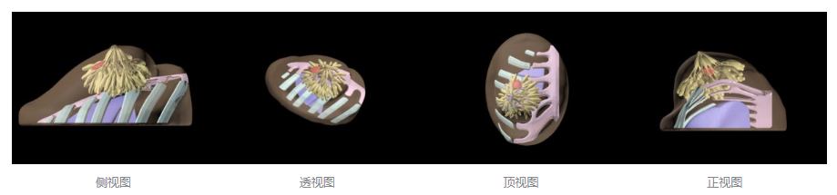BT-A01乳房模体,BT-A01解剖乳房模体