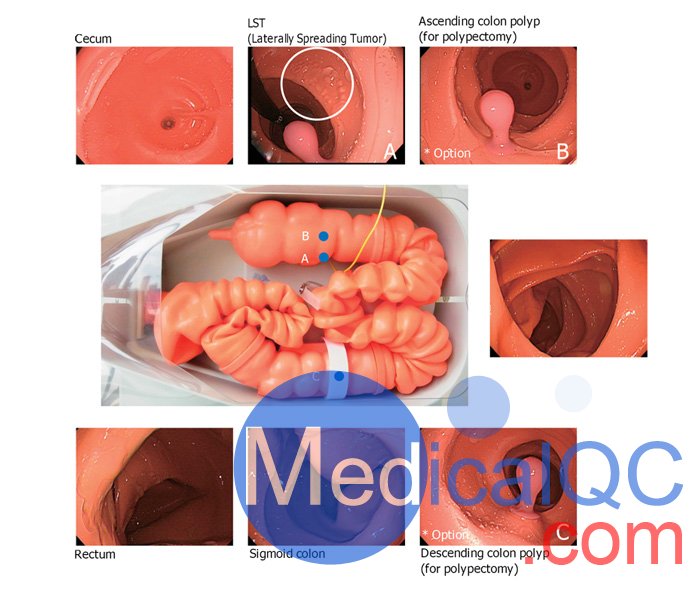 LM-107结肠镜模拟器, LM-107内窥镜下消化道模体