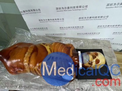 FB-A01成人全身模体,可用于CT和MRI成像图3
