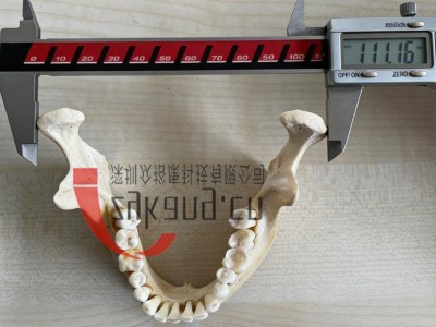 WEK-7300带颈椎头模,CBCT真人骨头模(可定制)图2