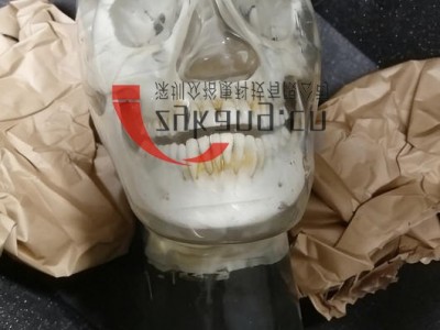 WEK-7300带颈椎头模,CBCT真人骨头模(可定制)图3