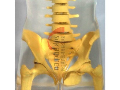 RSD RS-113骨盘模体RS-113T脊椎模体图4