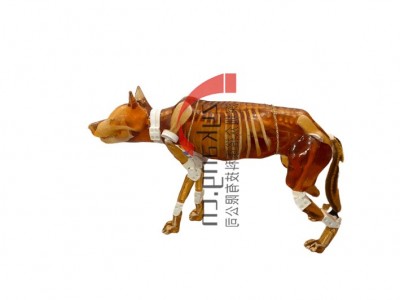 Dog Phantom，牧羊犬模体图2