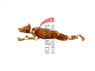 Dog Phantom，牧羊犬模体图4