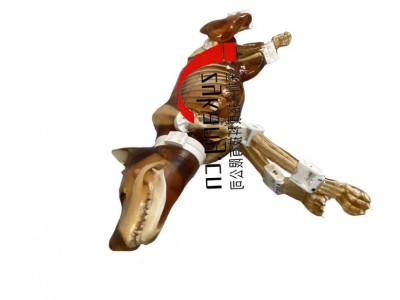 Dog Phantom，牧羊犬模体图5