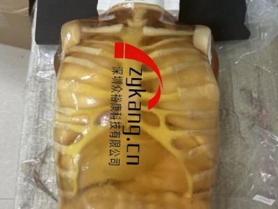 FB-A02成人全身模体图4