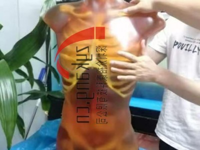 CT-A01成人躯干模体图3