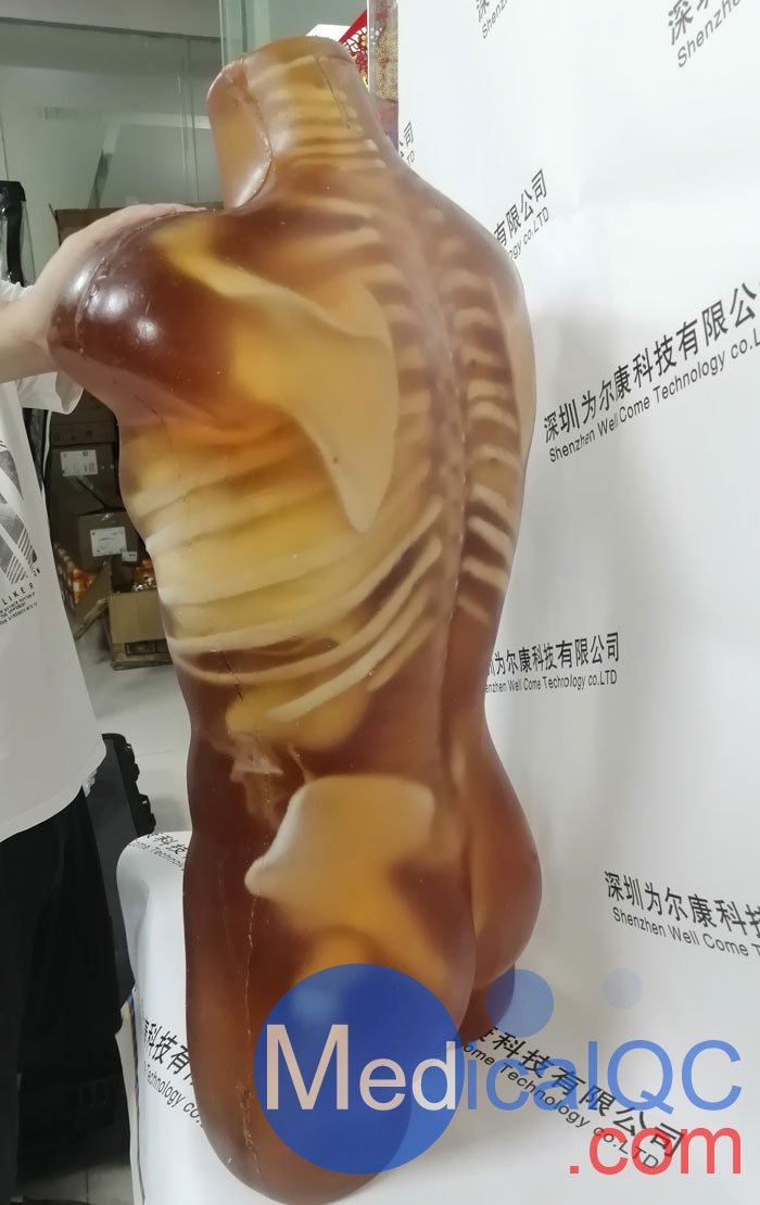CT-A01成人躯干模体,CT-A01成人躯干模型