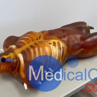 TO-A02成人躯干模体