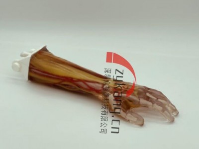 AR-A03成人手臂模型图4
