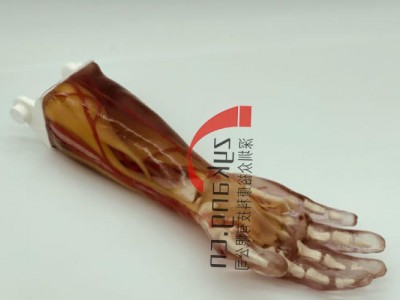 AR-A03成人手臂模型图5