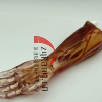 AR-A03成人手臂模型