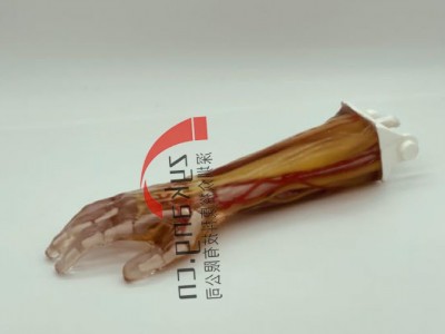 AR-A03成人手臂模型图3