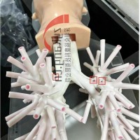 WEK-B05内窥镜支气管模体