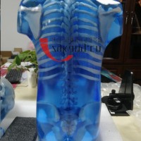 CIRS 715儿童仿真模体