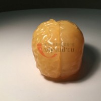 Truephantom BN-A01标准成人脑模体