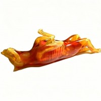 Dog Phantom成年母狗模体