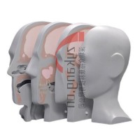 CIRS 731-HN头部剂量模体